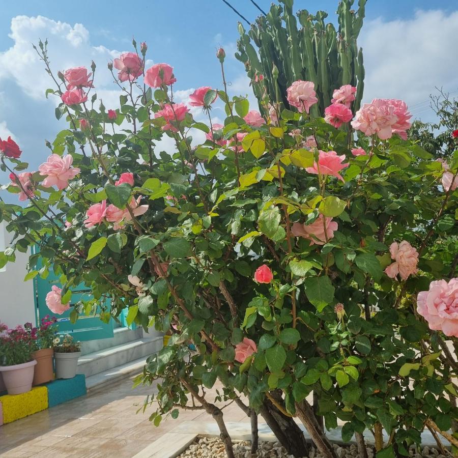 Arocaria - Peaceful * Faliraki